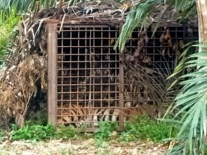 Harimau Sumatra Jantan yang Bikin Resah Warga Nalo Akhirnya Masuk Perangkap