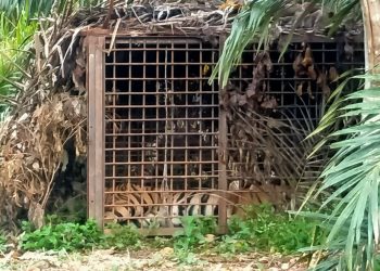 Harimau Sumatra Jantan yang Bikin Resah Warga Nalo Akhirnya Masuk Perangkap