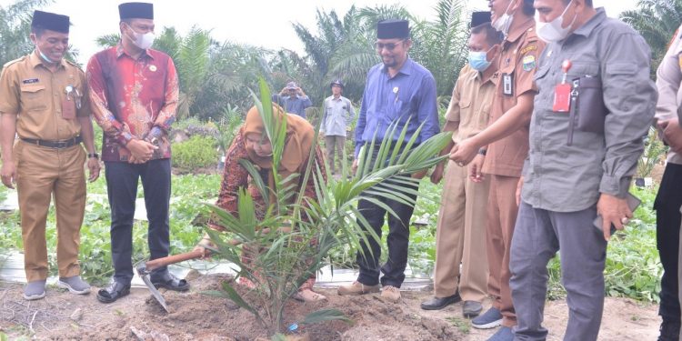 Bupati Muarojambi Menghadiri Halal Bihalal, Tanam Perdana, Penaburan Pupuk Serta Peremajaan Sawit