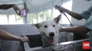 Bisnis Penitipan Hewan Raup Cuan Ketika Nataru, Omzet Capai Puluhan Juta