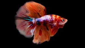 5 Penyakit Ikan Cupang Yang Paling Umum, Cupang Dapat Sembelit