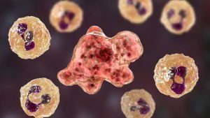 Korsel Catat Akhir Hayat Pertama Perkara Ameba Pemakan Otak