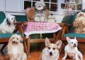 Rumah Guguk Petshop: Lokasi, Jam Buka, Harga Tiket, Dan Fasilitas
