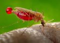 Virus Mematikan Ditemukan Di Australia, Menular Lewat Nyamuk