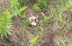 Heboh, Penemuan Tengkorak Manusia di Kanal Jambi