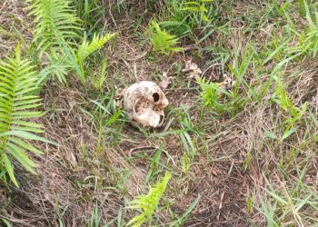 Heboh, Penemuan Tengkorak Manusia di Kanal Jambi