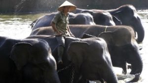 Tidak Ada Lagi Atraksi Gajah Di Taman Nasional Way Kambas