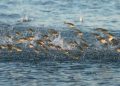 Sudin Kelautan Jakut Ungkap Sebab Fenomena Ikan Beterbangan Ke Darat