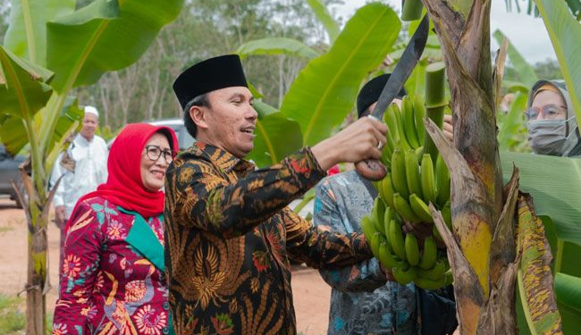 Edi Purwanto Panen Pisang Canvendish Bersama Anggota Komisi V DPR RI di Ponpes Irsyadul ‘Ibad