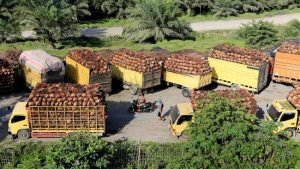 Petani Kritik Keras Ri-Malaysia Ancam Setop Ekspor Sawit Ke Eropa