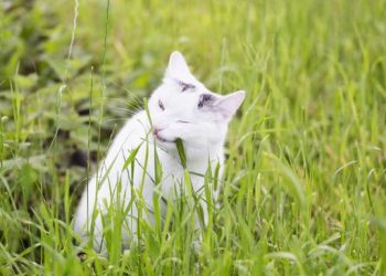 7 Perbedaan Sel Tumbuhan Dengan Sel Hewan