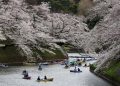 Berlibur ke Jepang Saat Bunga Sakura Bermekaran, Kapan Waktunya?