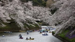 Berlibur ke Jepang Saat Bunga Sakura Bermekaran, Kapan Waktunya?