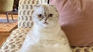 Kucing Taylor Swift Terkaya Ketiga Di Dunia, Berapa Kekayaannya?