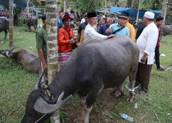 Sambut Ramadhan Bupati Merangin,Serahkan Kerbau untuk Bantai Adat