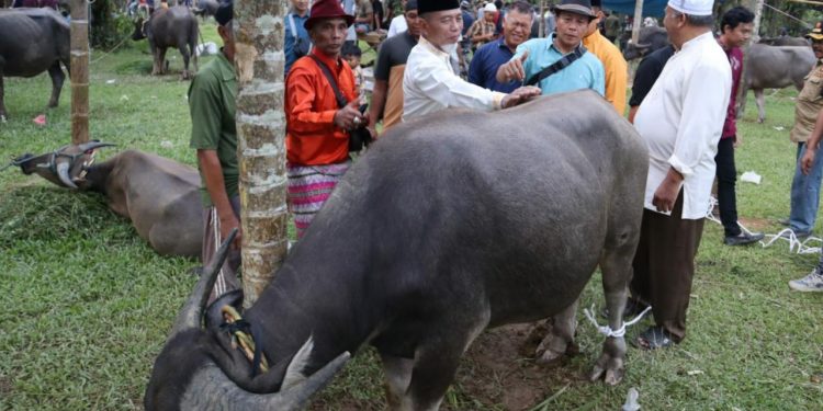 Sambut Ramadhan Bupati Merangin,Serahkan Kerbau untuk Bantai Adat