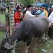 Sambut Ramadhan Bupati Merangin,Serahkan Kerbau untuk Bantai Adat