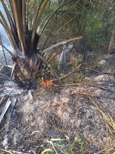 Kebun Sawit Tak Terawat di Muarojambi Terbakar, Diduga Gaga-gara Puntung Rokok