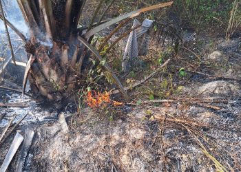 Kebun Sawit Tak Terawat di Muarojambi Terbakar, Diduga Gaga-gara Puntung Rokok