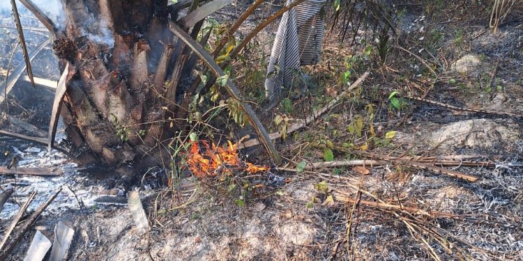Kebun Sawit Tak Terawat di Muarojambi Terbakar, Diduga Gaga-gara Puntung Rokok