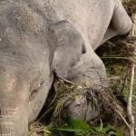 Bangkai gajah yang tersangkut di tepi Sngai Batang Tabir terlihat mulai dikerubungi llalat. (DETAIL/ist)