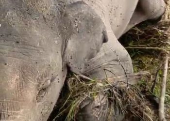 Bangkai gajah yang tersangkut di tepi Sngai Batang Tabir terlihat mulai dikerubungi llalat. (DETAIL/ist)