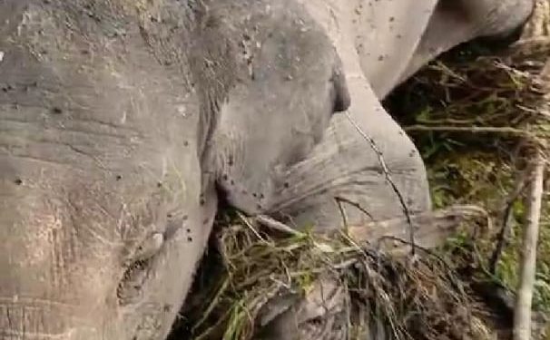 Bangkai gajah yang tersangkut di tepi Sngai Batang Tabir terlihat mulai dikerubungi llalat. (DETAIL/ist)
