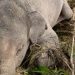 Bangkai gajah yang tersangkut di tepi Sngai Batang Tabir terlihat mulai dikerubungi llalat. (DETAIL/ist)