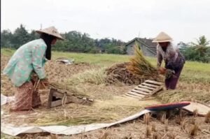 Segini Harga Gabah Petani Maupun Kilang di Sumut pada Maret 2024