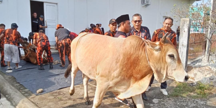 Al Haris Qurban Bersama Pemuda Pancasila di Markas Pemuda Pancasila Jambi