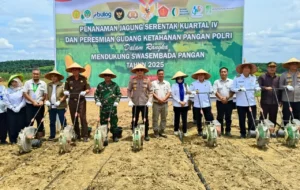 Bersinergi Mendukung Swasembada Pangan, Gubernur Al Haris dan Kapolda Jambi Tanam Jagung Serentak Kuartal IV