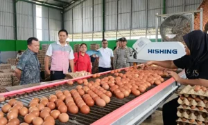 Gubernur Al Haris Tinjau Produksi Telur di Ibru Mestong, Dorong Pemanfaatan Produk Lokal untuk Tekan Inflasi dan MBG